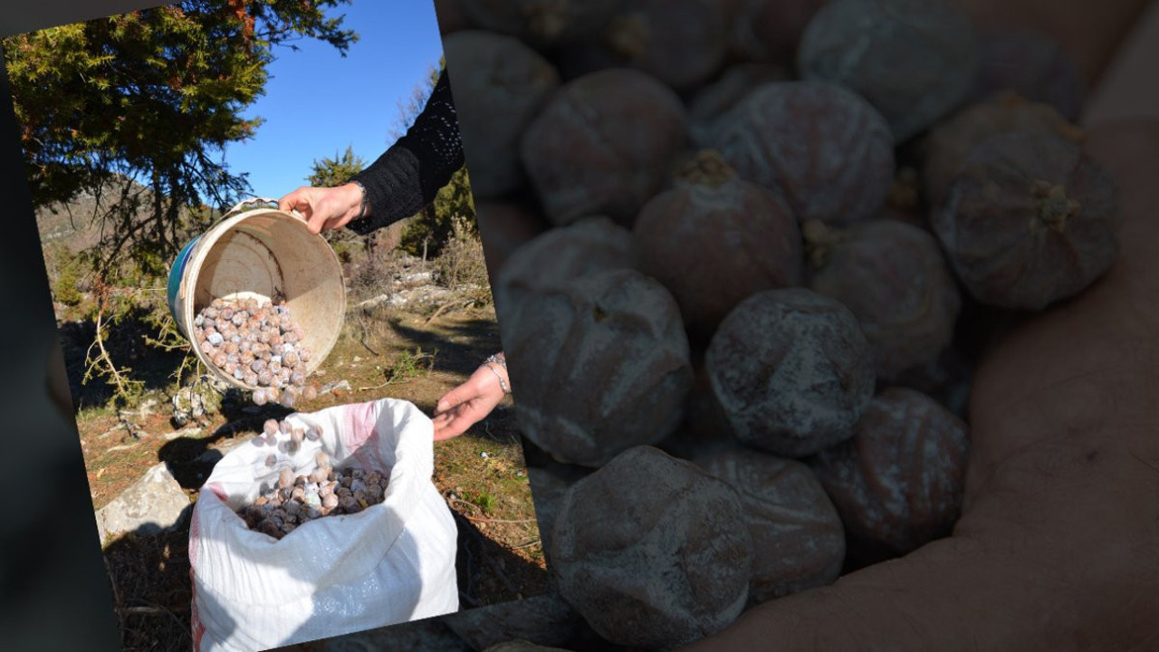 Basura birebir şifa! Kilosu 200 lira