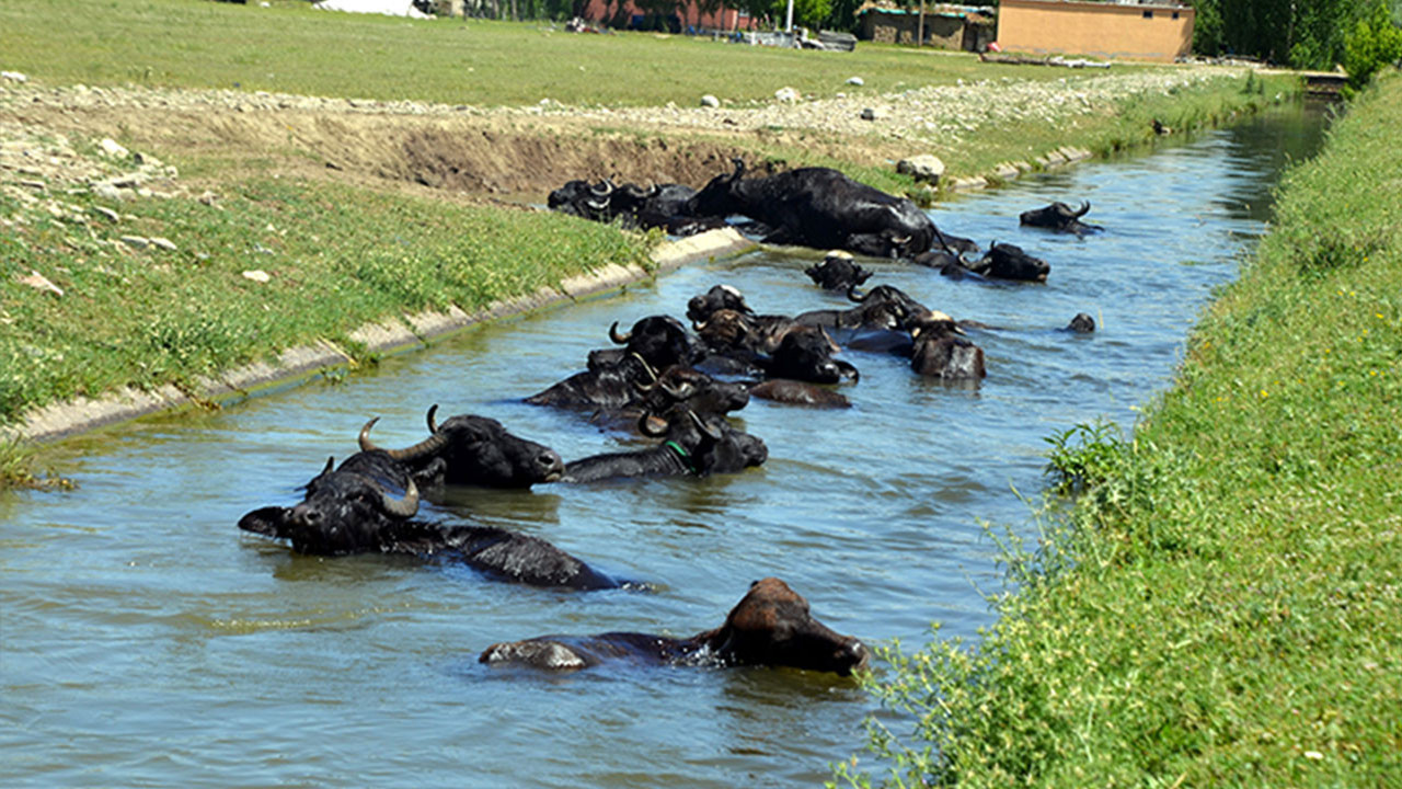Sıcaktan bunalan mandalar sulama kanallarında serinliyor