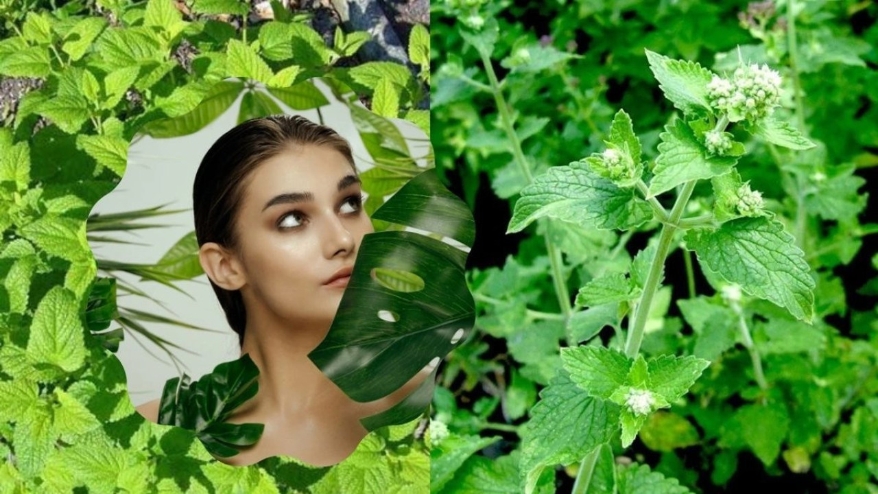 Cilde en yararlı şifalı bitkiler neler? Bilimsel araştırmalardan ve uzman görüşlerinden ortaya çıktı