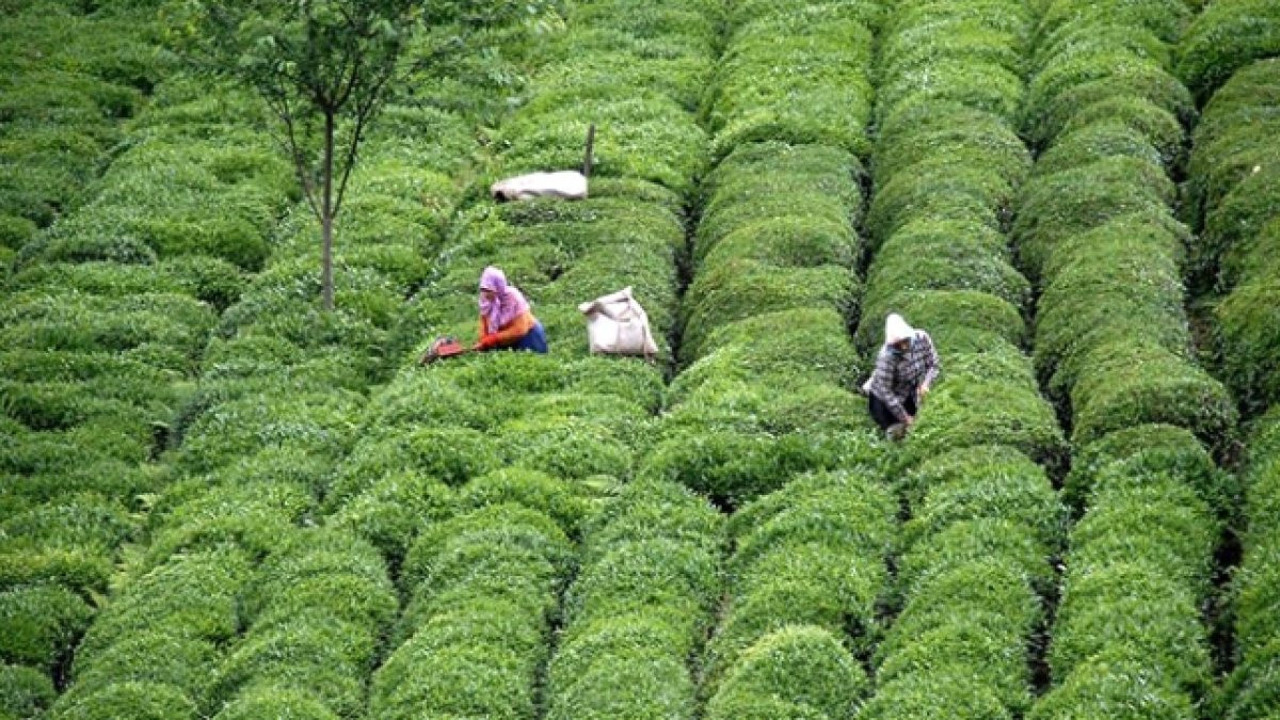 ÇAYKUR'dan çay alım açıklaması