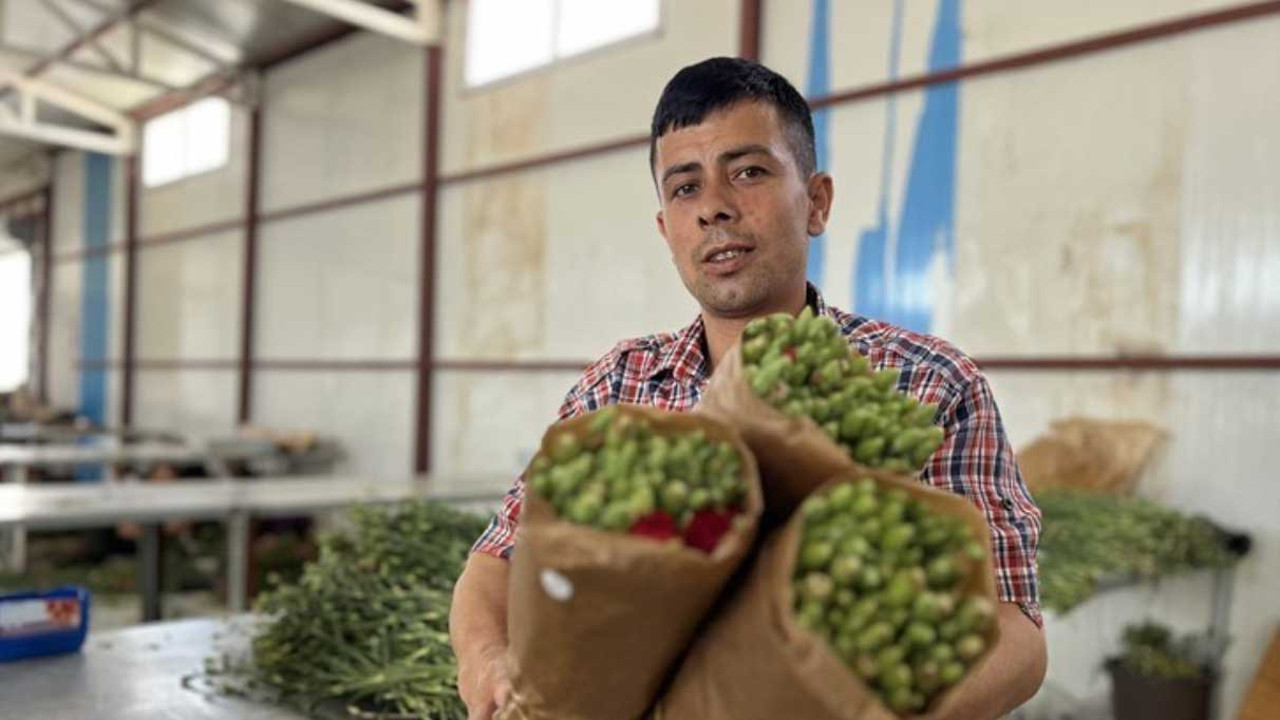 Hasadı başladı. 300 milyon dal rekolte