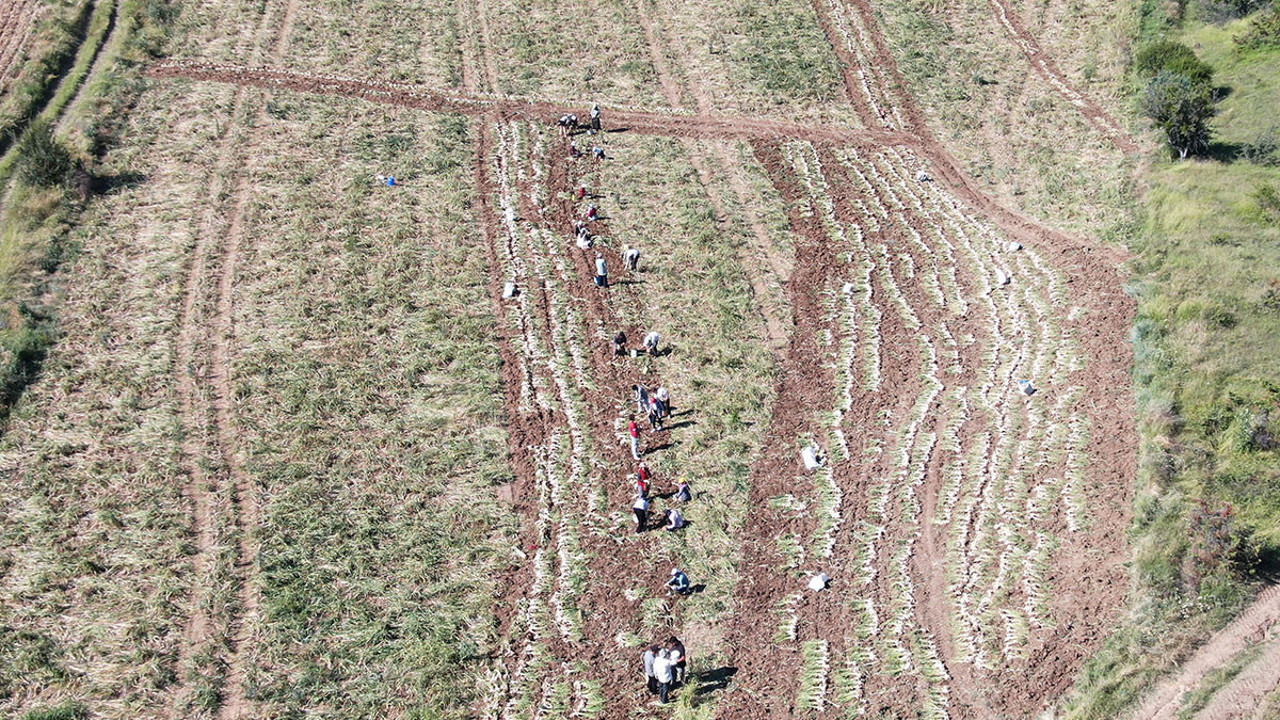 Dünyaca ünlü üründe hasat başladı. Rekolte üreticileri perişan etti