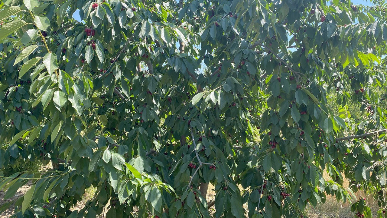 Bilecik'te hasadı başladı. Tarlada kilosu 50 TL