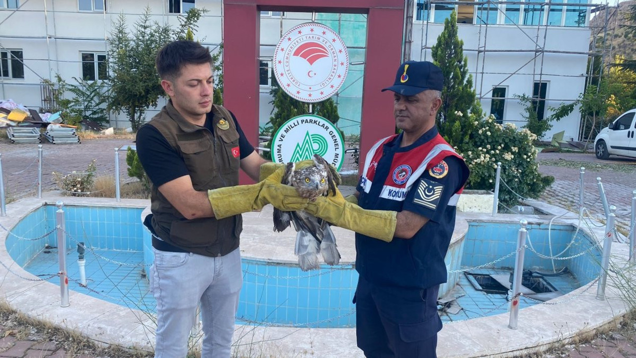 Yaralı şahin koruma altına alındı (01 Temmuz 2024)