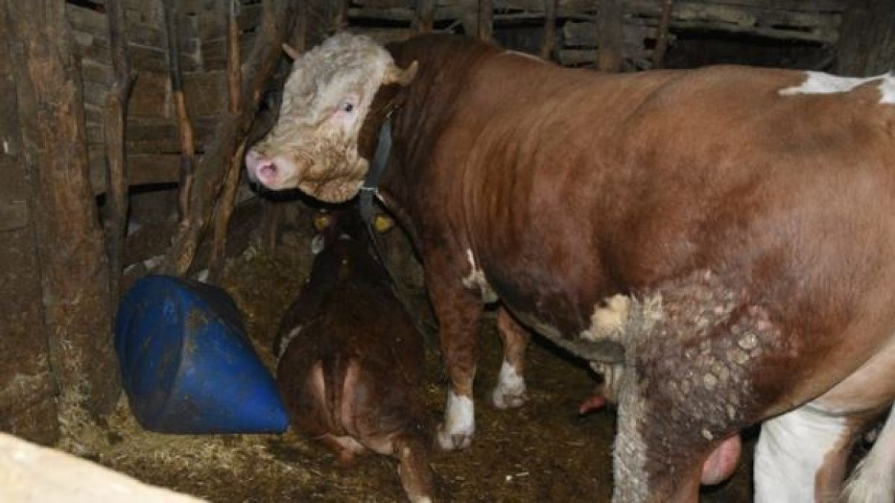 Boğa sahibini öldürdü