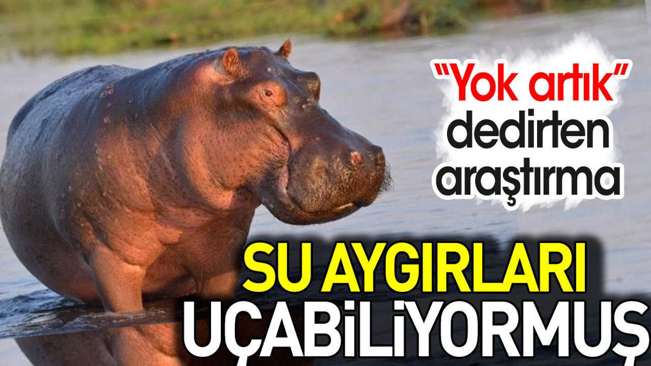 Su aygırları uçabiliyormuş. 'Yok artık' dedirten araştırma