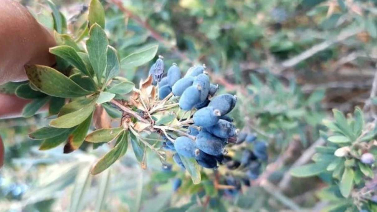 Türkiye'de kıymeti bilinmiyor. Rusların şifa deposu