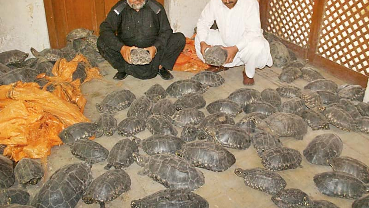 Yüzlerce kaplumbağa kurtarıldı