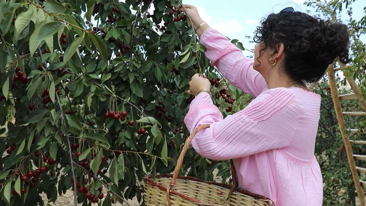 Ankara'nın coğrafi ürünün de hasat başladı