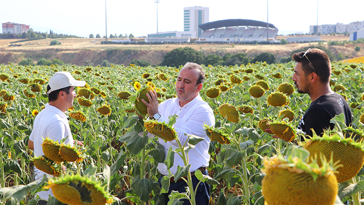 Yerli hibrit ayçiçeği tohumu ücretinin tercihi