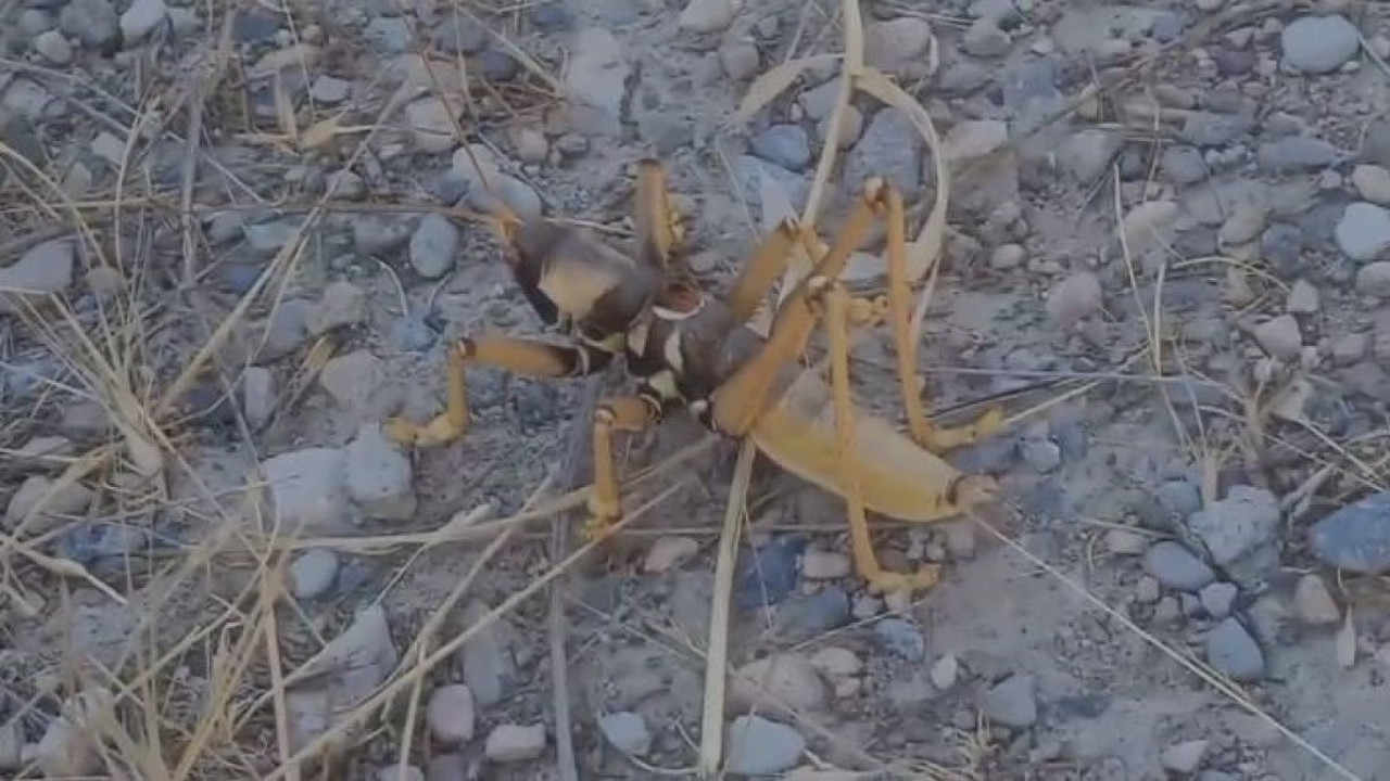 Dev etçil çekirge böyle görüntülendi