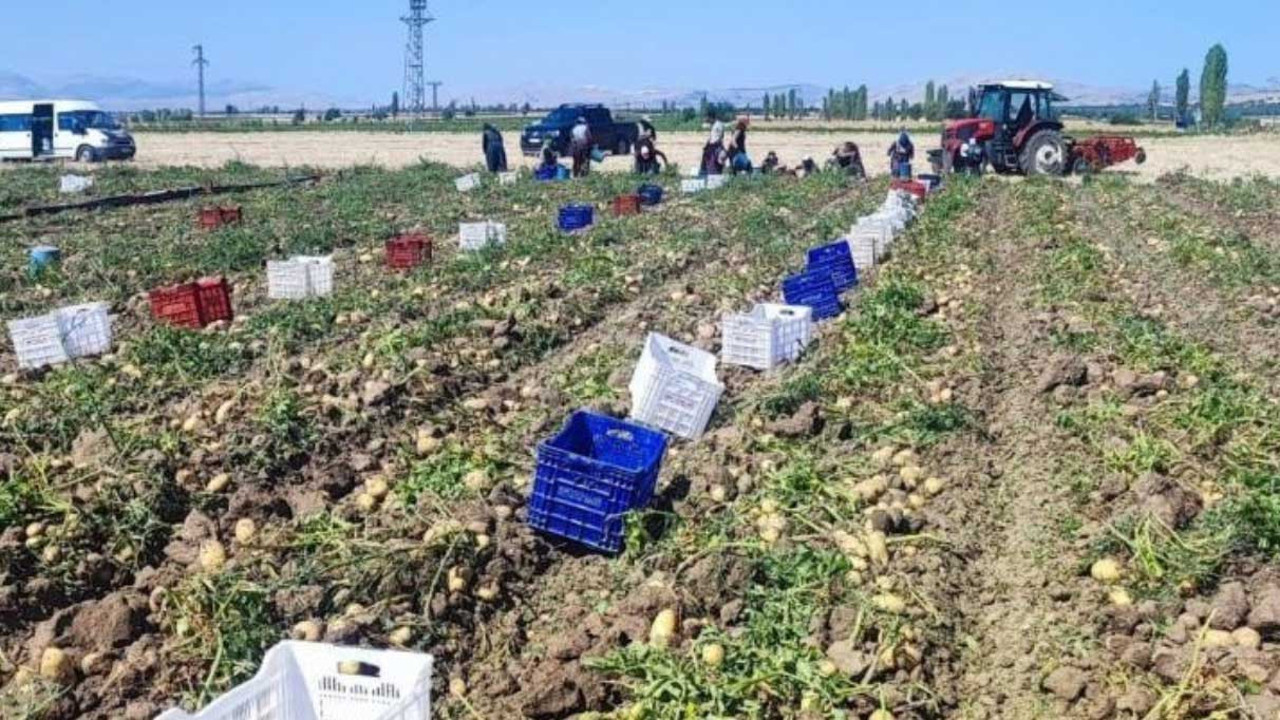 Çöl Ovası'nda hasat başladı: Hedef 120 bin ton