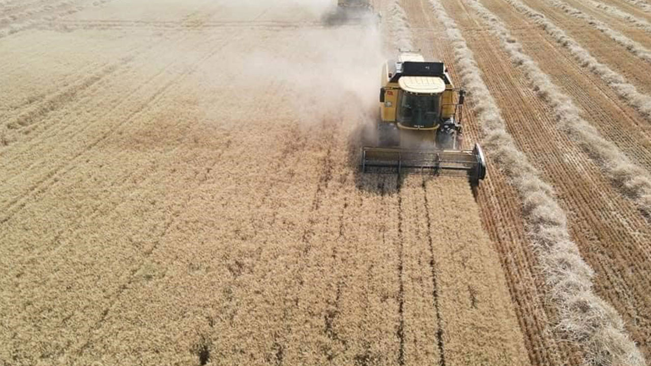 Tomarza’da hasat başladı