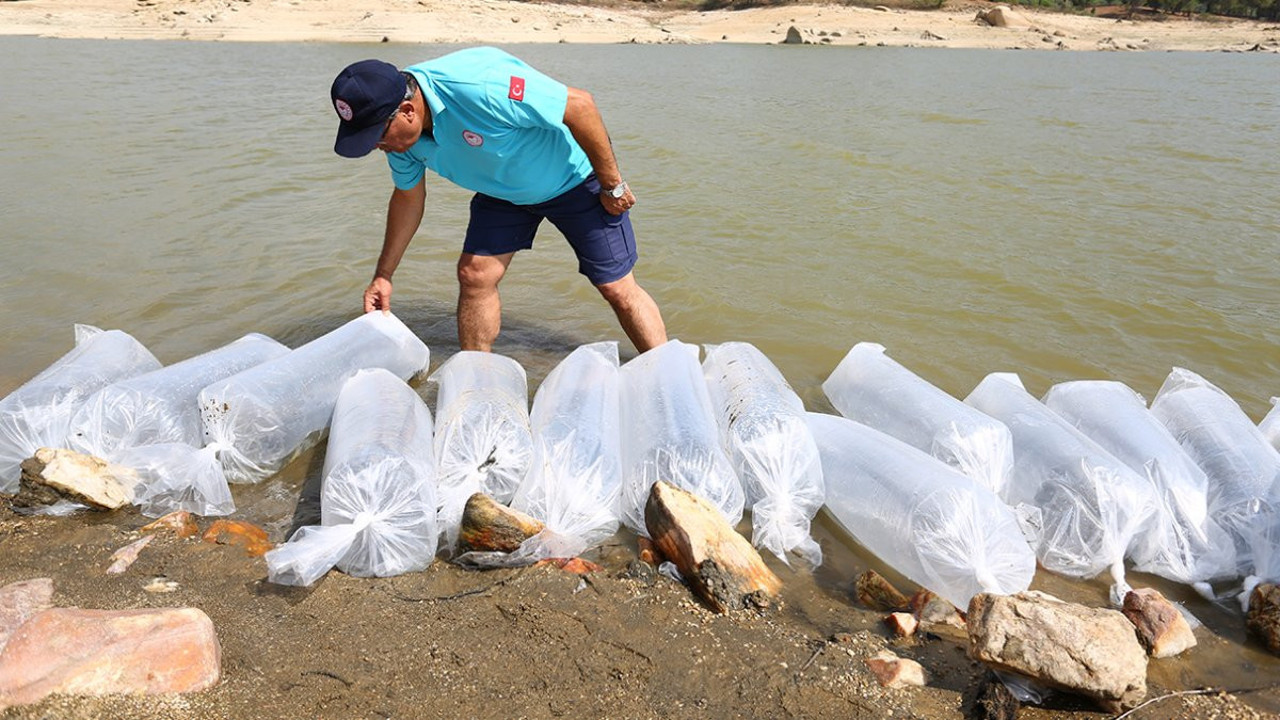 Muğla'da 370 bin tanesi sulara bırakıldı