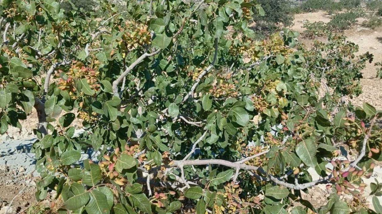 Kilosu 62 TL. Hasat başladı