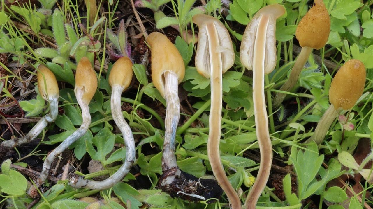 İki mantar türü keşfedildi