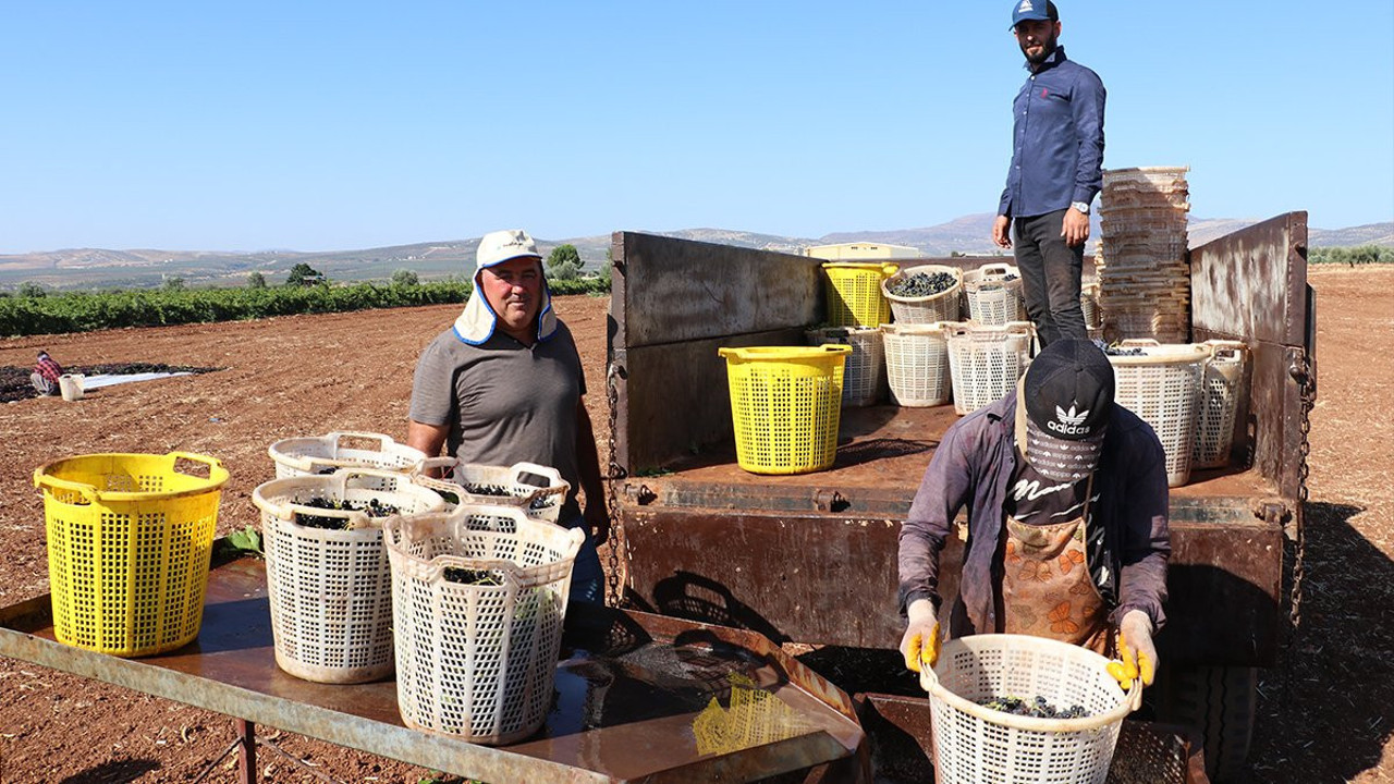 Horoz karası hasadı! Sodalı suda bekletiliyor… Kilosu 150 liradan satılıyor
