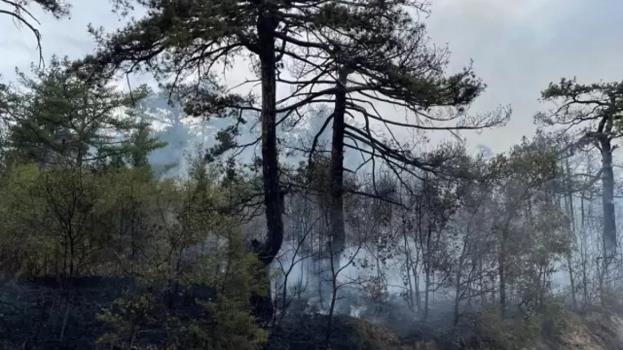 Üniversite kampüsünde orman yangını 13-09-2024