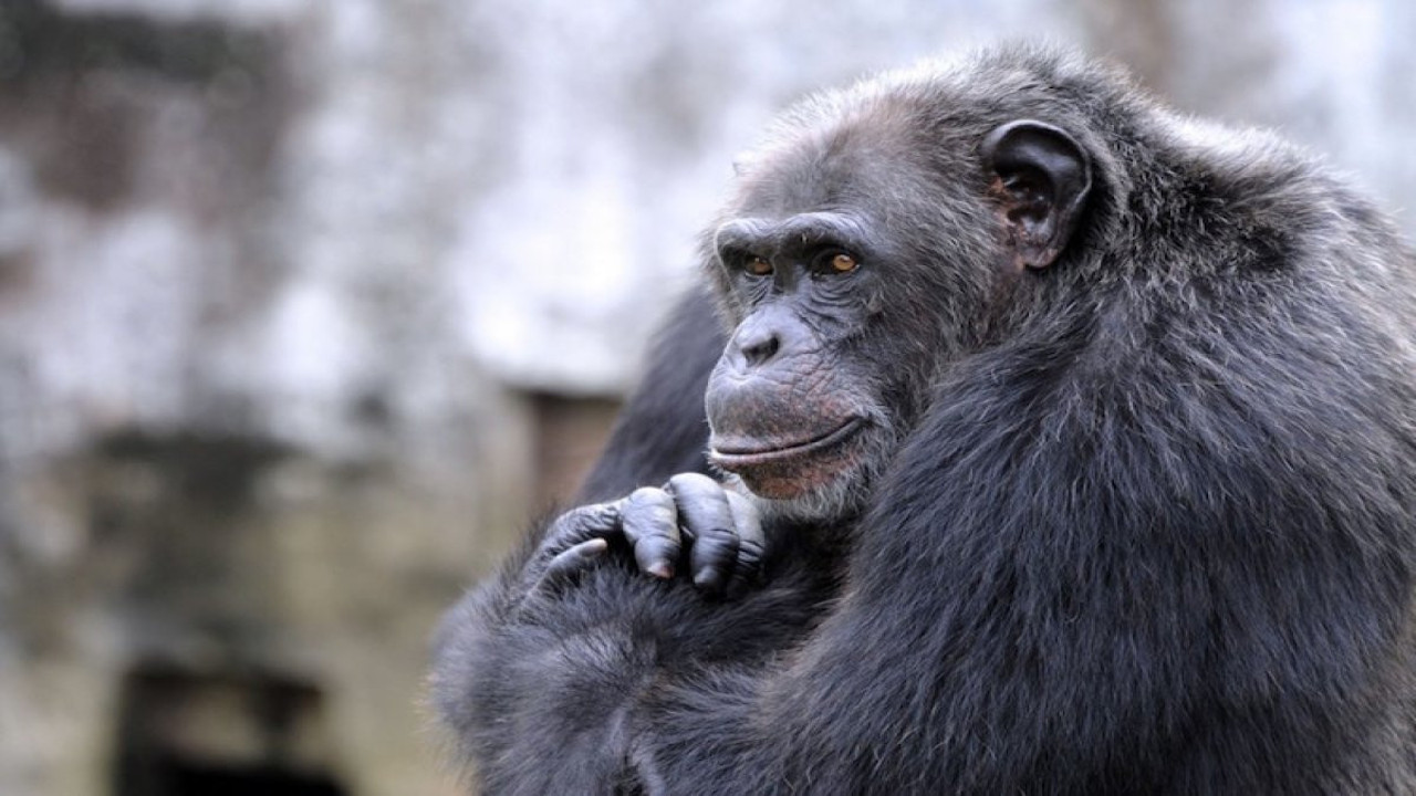 Anneye saldıran şempanze bebeği ormana kaçırıp öldürdü
