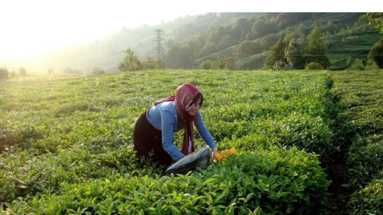 Yaş çayda fark ödemesi desteği belli oldu