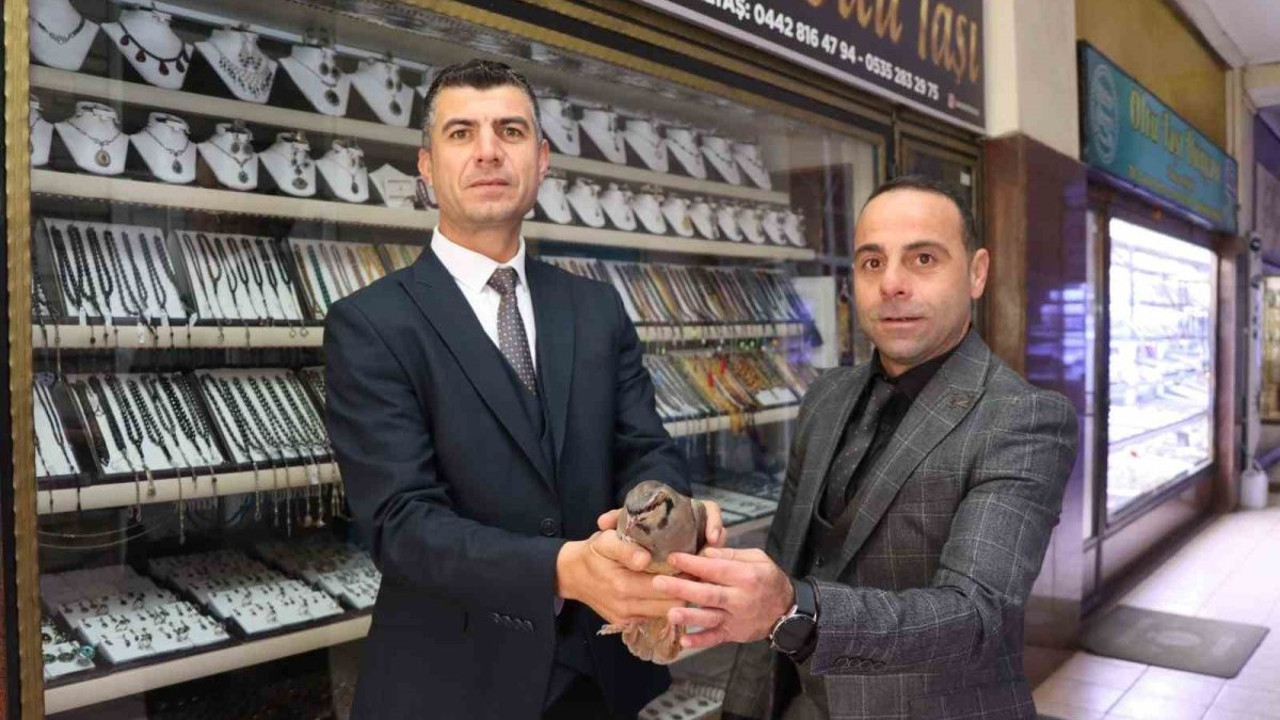 Kınalı kekliğe şefkat eli uzandı