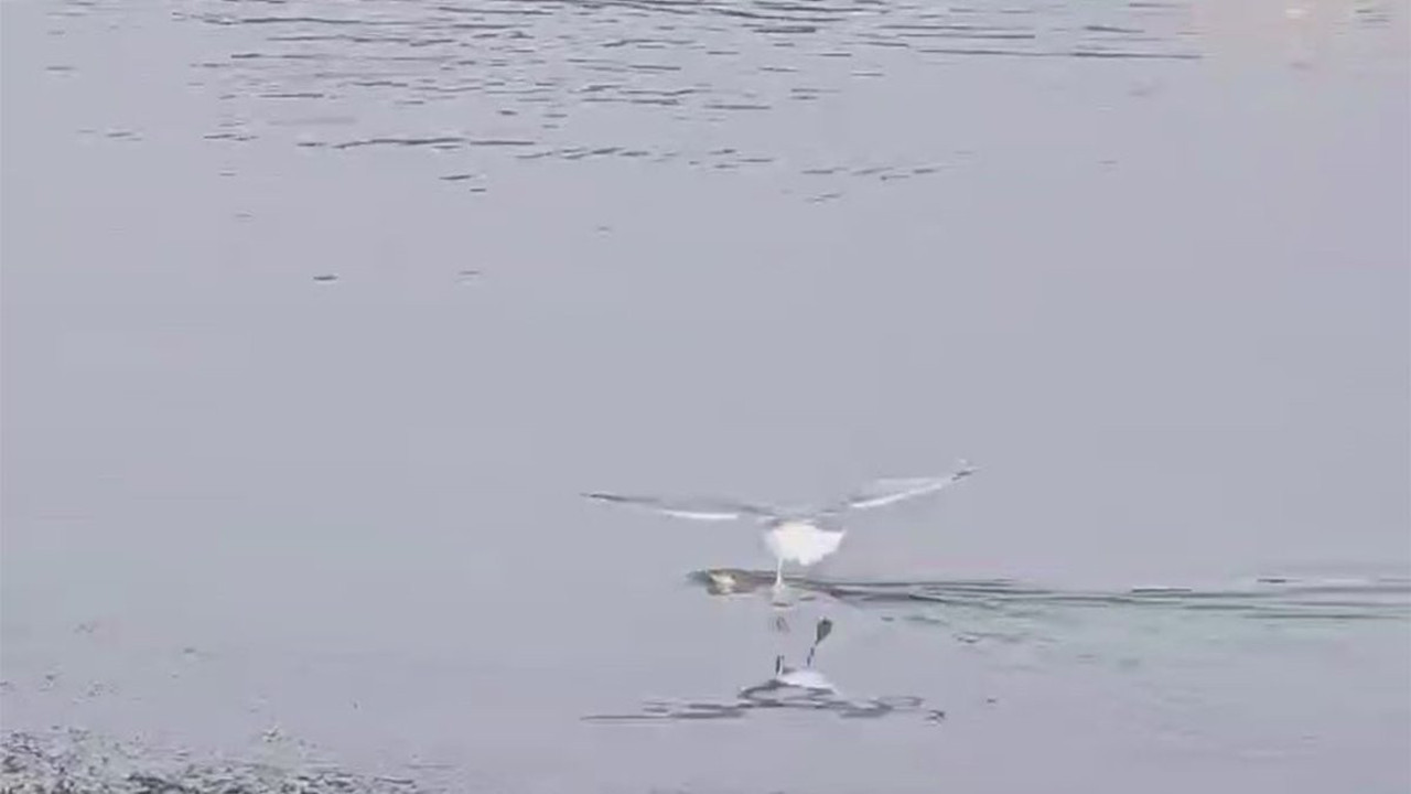 Su samuruna martı saldırdı