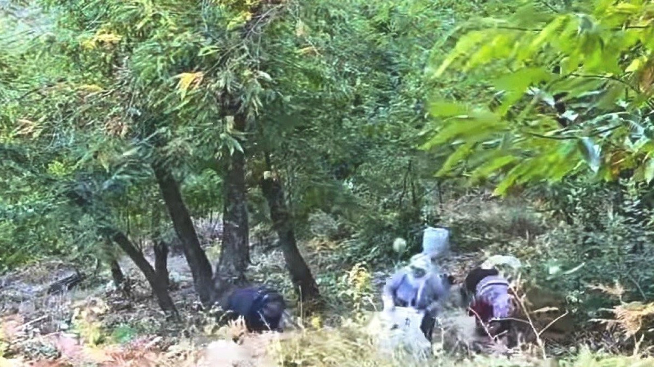 Kara Elmas'ın hasadı başladı