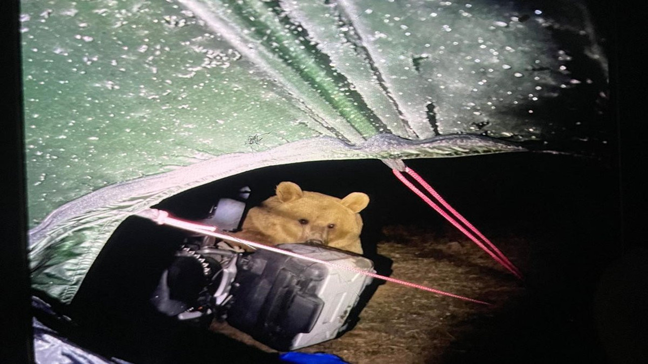 Kamp yapan İngiliz turist ayı saldırısına uğradı