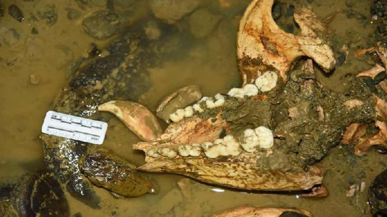 Çin’de 100 bin yıllık panda fosili bulundu