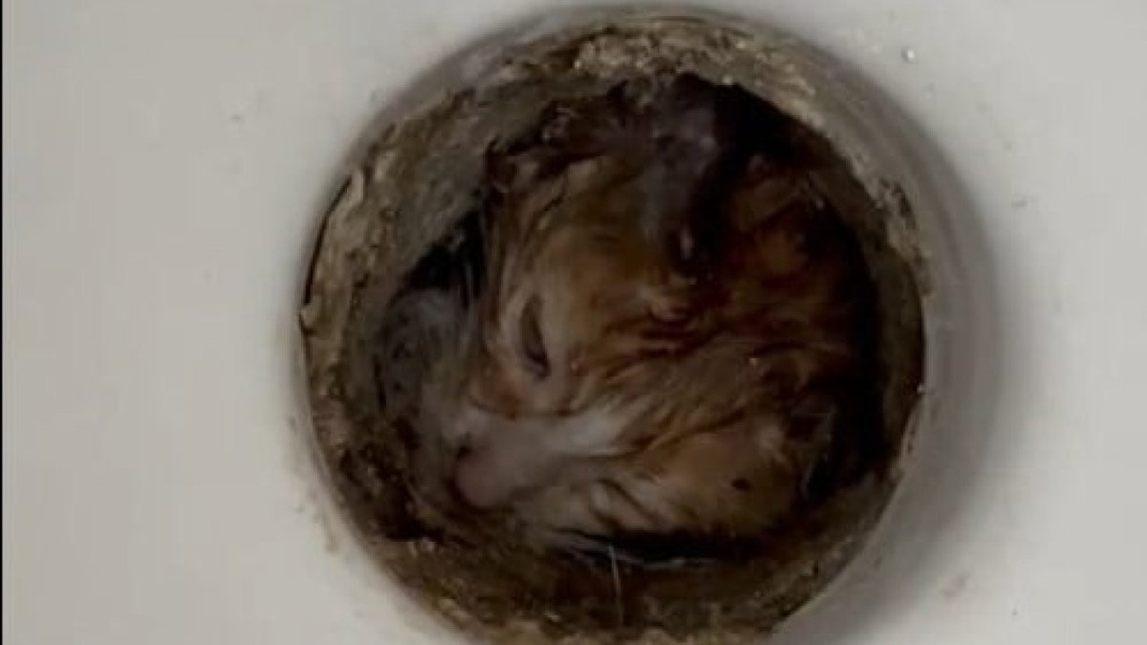 Tuvalet giderine sıkışan yavru kedi kurtarıldı