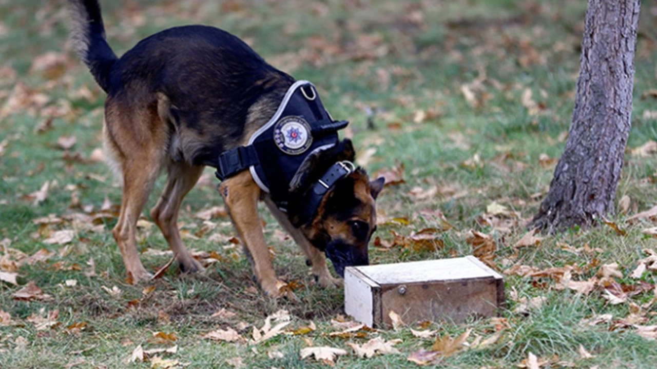 Dedektör köpek uyuşturucu buldu