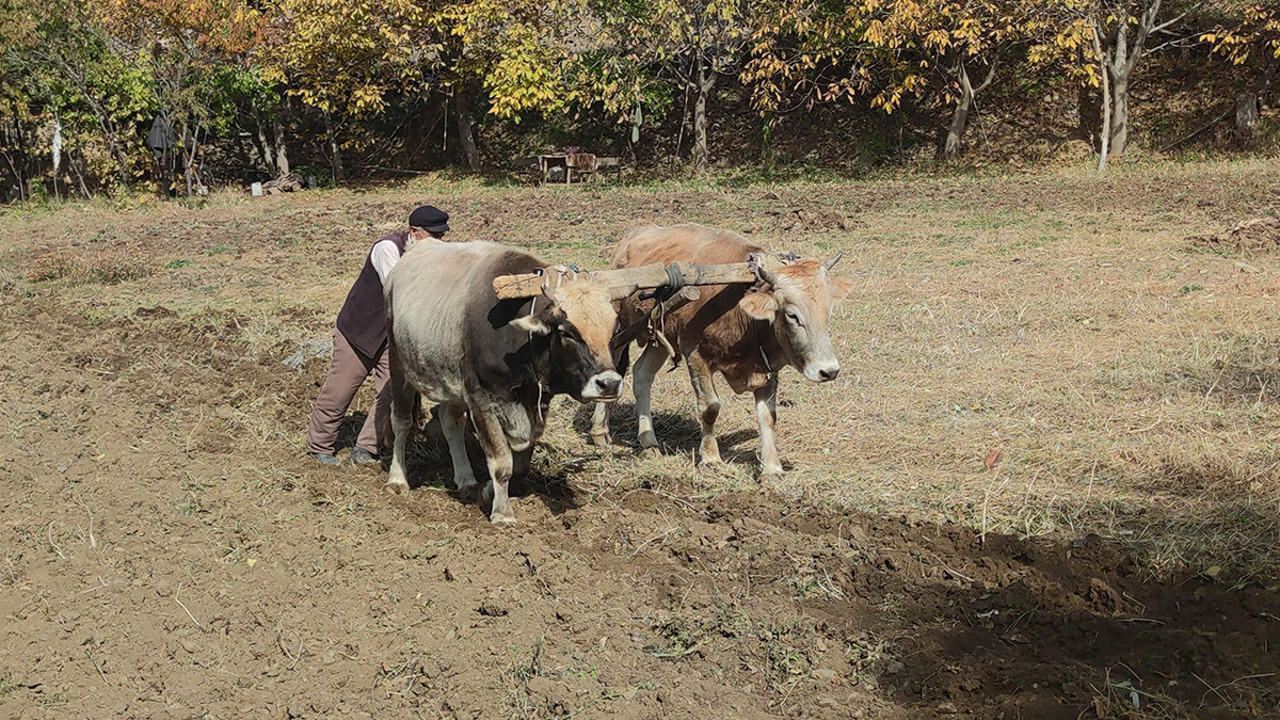 Bu köyde tarım halen karasabanla yapılıyor