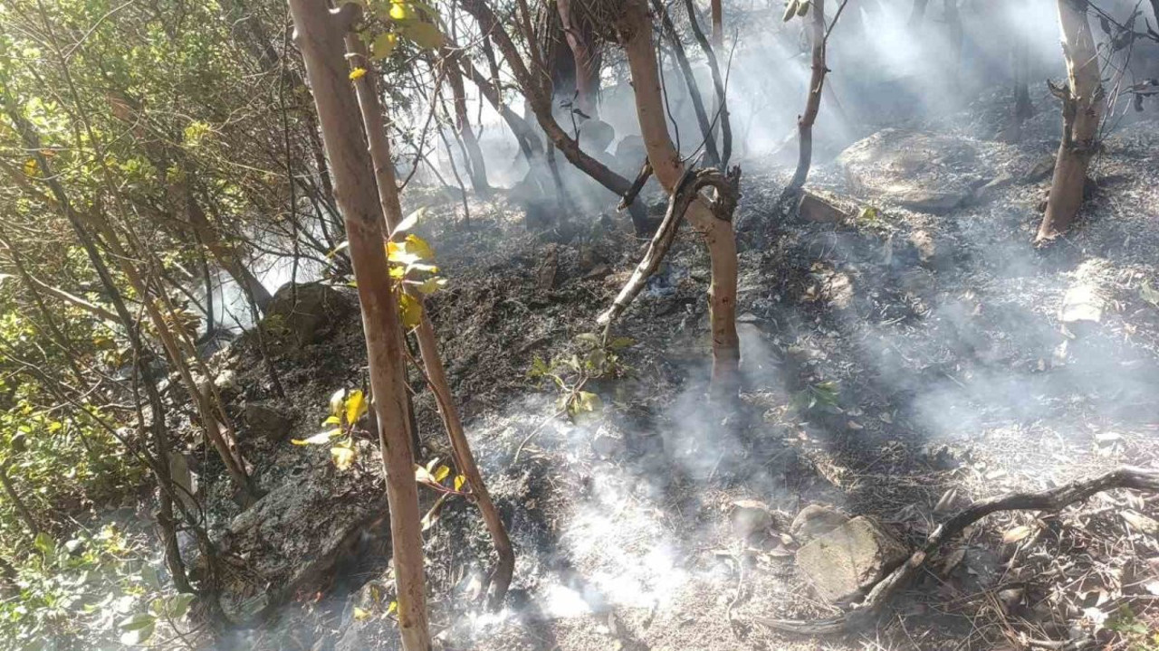 Antalya'da yangın (16 Kasım 2024)