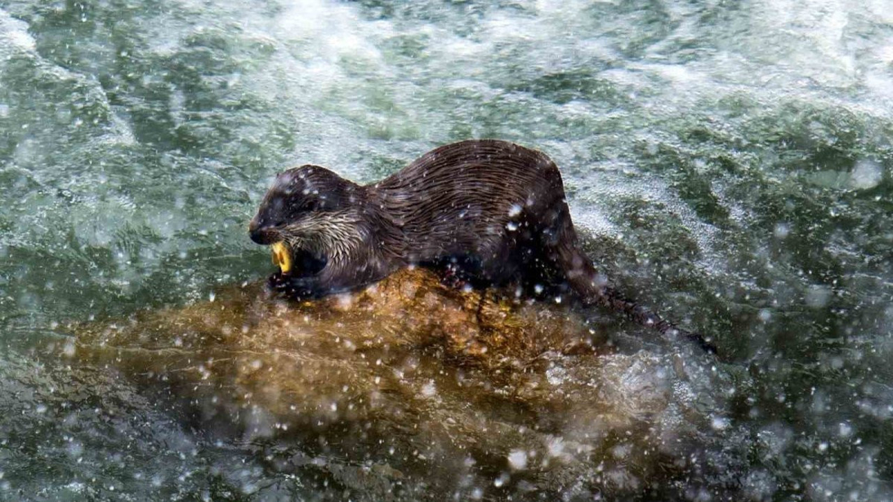 Erzincan’da su samuru görüntülendi