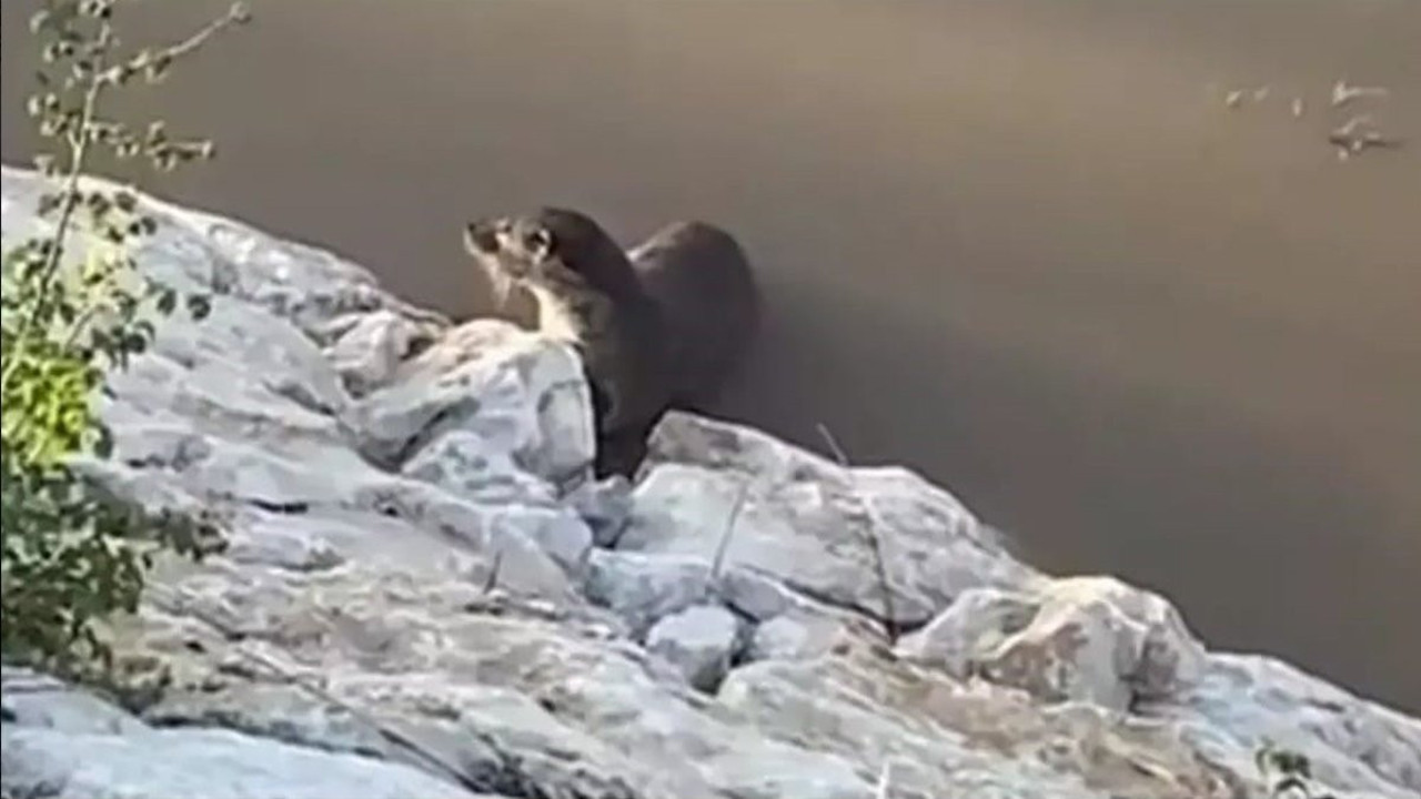 Van’da görülen su samuru yetkilileri harekâta geçirdi