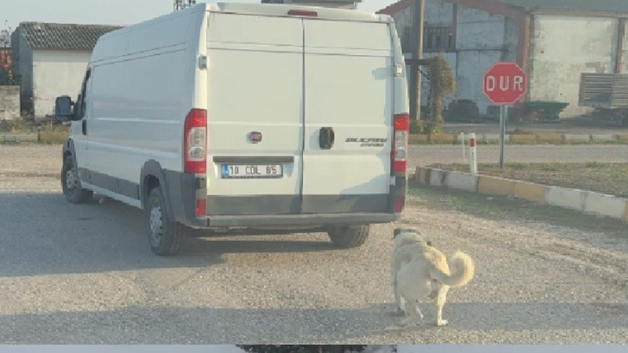 Kamyonetin arkasına bağlayıp sürüklediler: İki farklı ceza kesildi