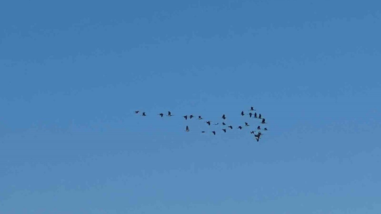 Adana’da leyleklerin göç mesaisi başladı