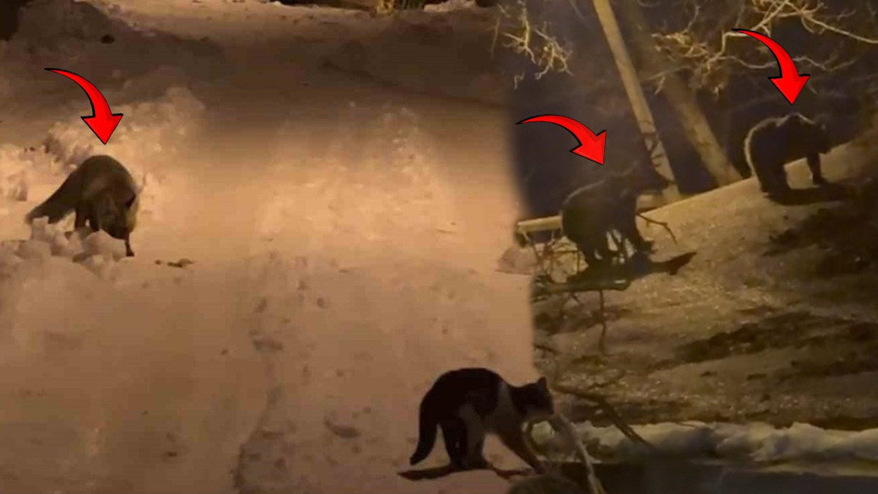 Aç kalan tilkilerden sonra ayılar da şehre indi