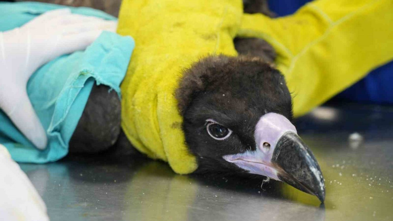 Yaralı halde bulunan kara akbaba tedavi edildi