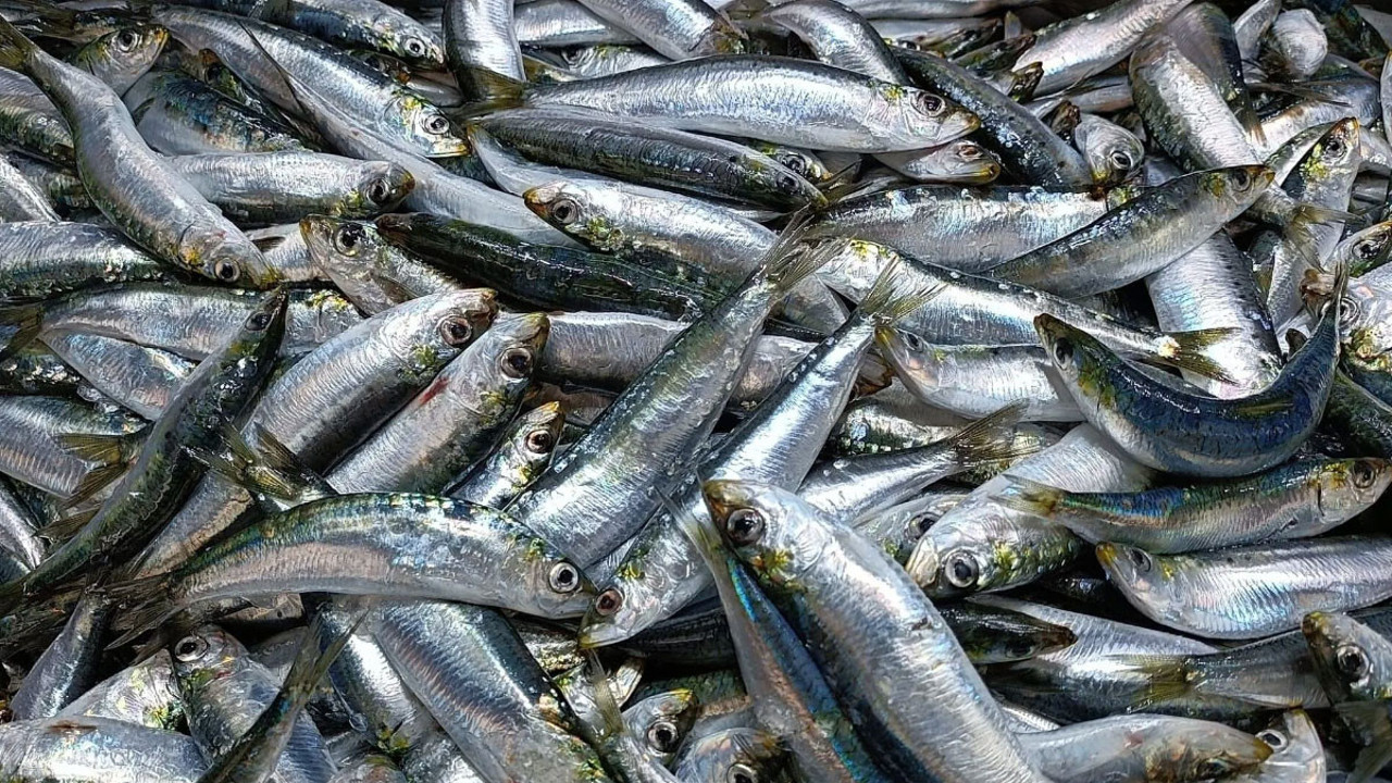 En sağlıklı 5 balık türü buymuş! Haftada en az iki kez tüketin