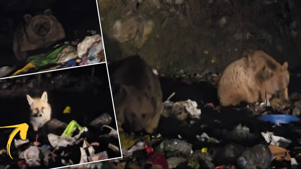 Erzurum'da aç kalan tilki ve ayılar çöplük karıştırdı