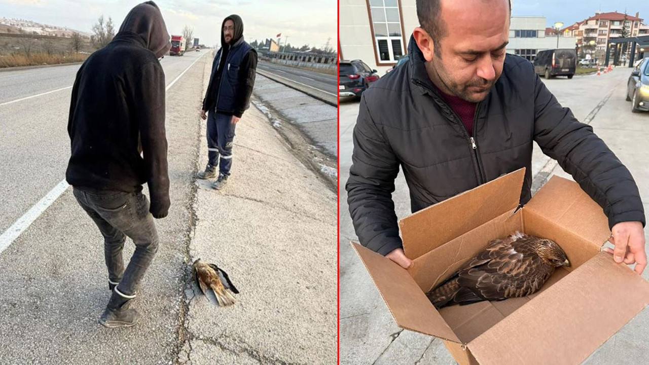 Otomobil çarptığı kızıl şahini vatandaşlar kurtardı