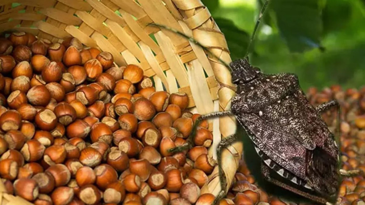 Fındık ihracatı böcek istilasına rağmen arttı