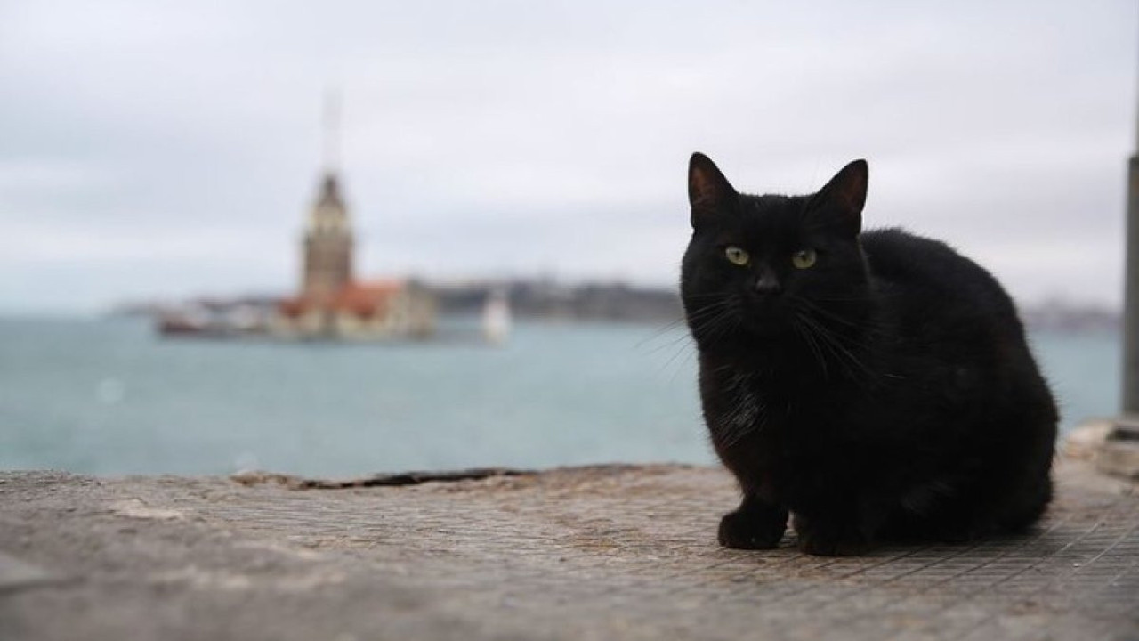 Kedinin rengi bile ırkçılık nedeni. Batıl inançlar yüzünden ayrımcılığa uğruyor