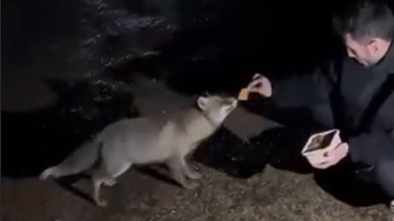 Yiyecek arayan tilkiyi börekle besledi