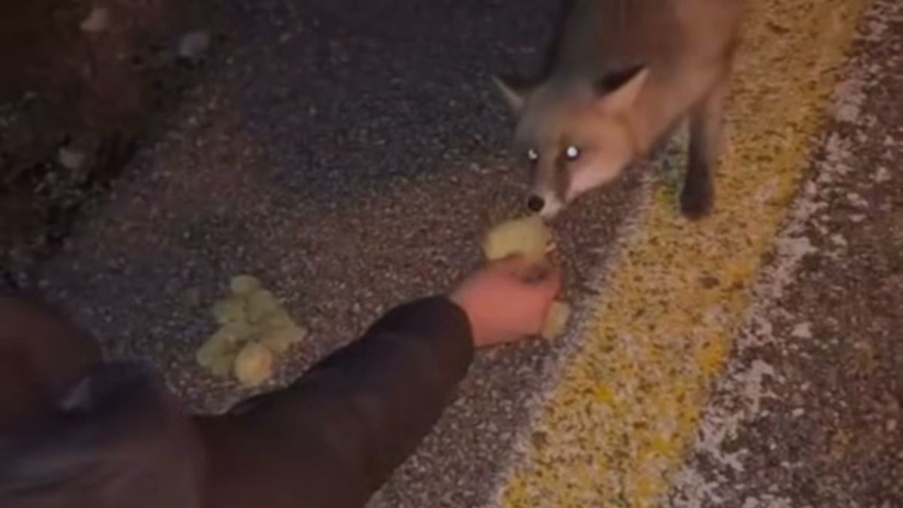 Uludağ'da ilginç anlar: Tilkiyi cipsle besledi