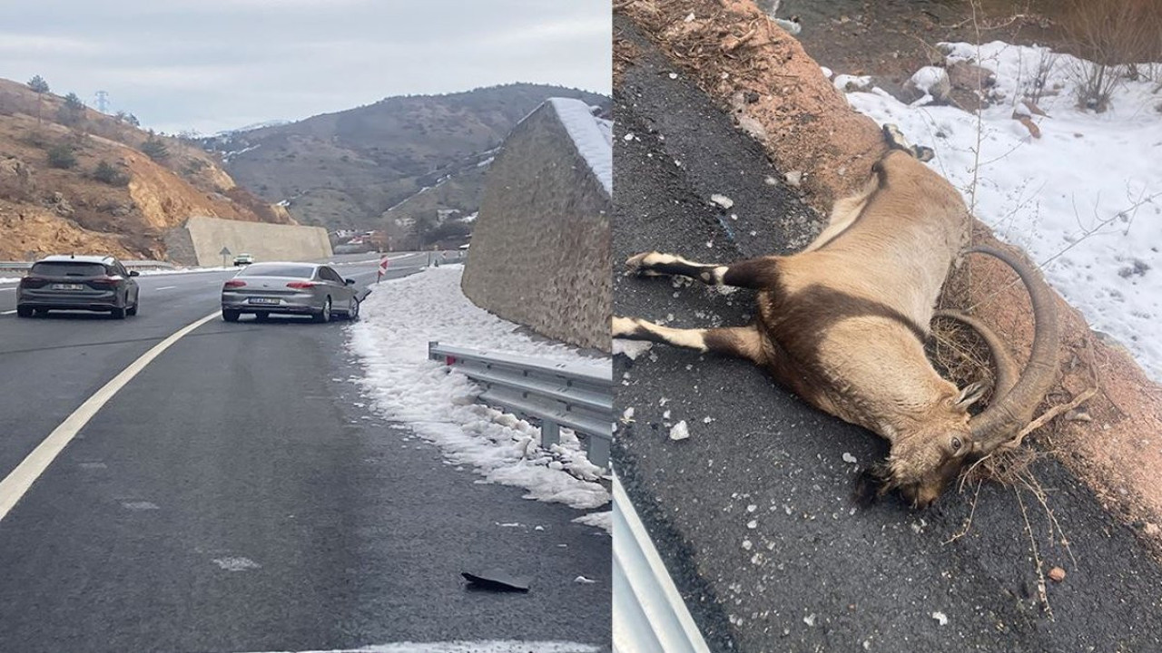 Gümüşhane'de koruma altındaki yaban keçisine otomobil çarptı: Telef oldu