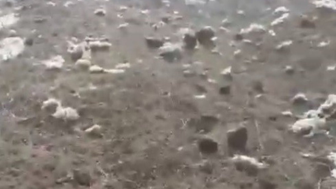 Kars Arpaçay’da aç kalan kurtlar koyunları telef etti