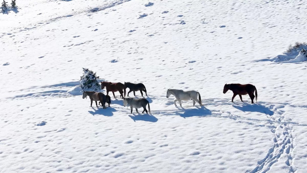 Kartpostalları aratmayan görüntüler! Karla kaplı bölgede gezen yılkı atları büyüledi