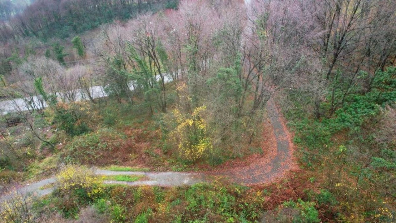 Zonguldak ormanlarında görsel şölen! Görenleri büyüledi